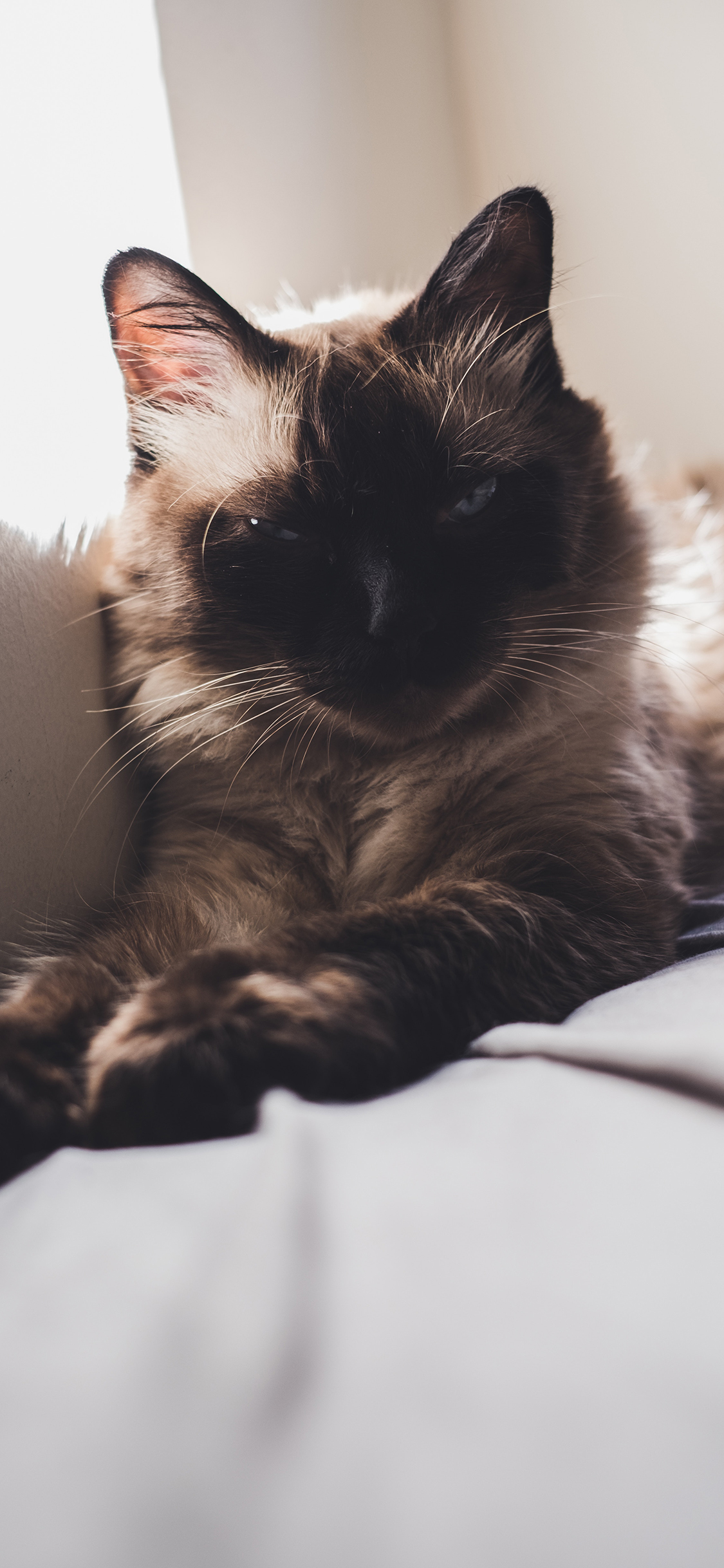 [2436×1125]猫咪 眯眼 宠物 皮毛 苹果手机壁纸图片