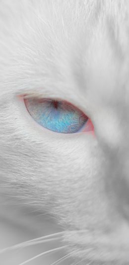 [2436x1125]猫咪 眼睛 特写 白色 犀利 瞳孔 苹果手机壁纸图片