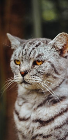 [2436x1125]猫咪 眼神 宠物 严肃 宠物 苹果手机壁纸图片
