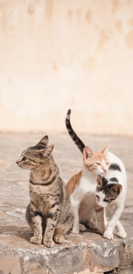 [2436x1125]猫咪 石板 流浪猫 花色 苹果手机壁纸图片