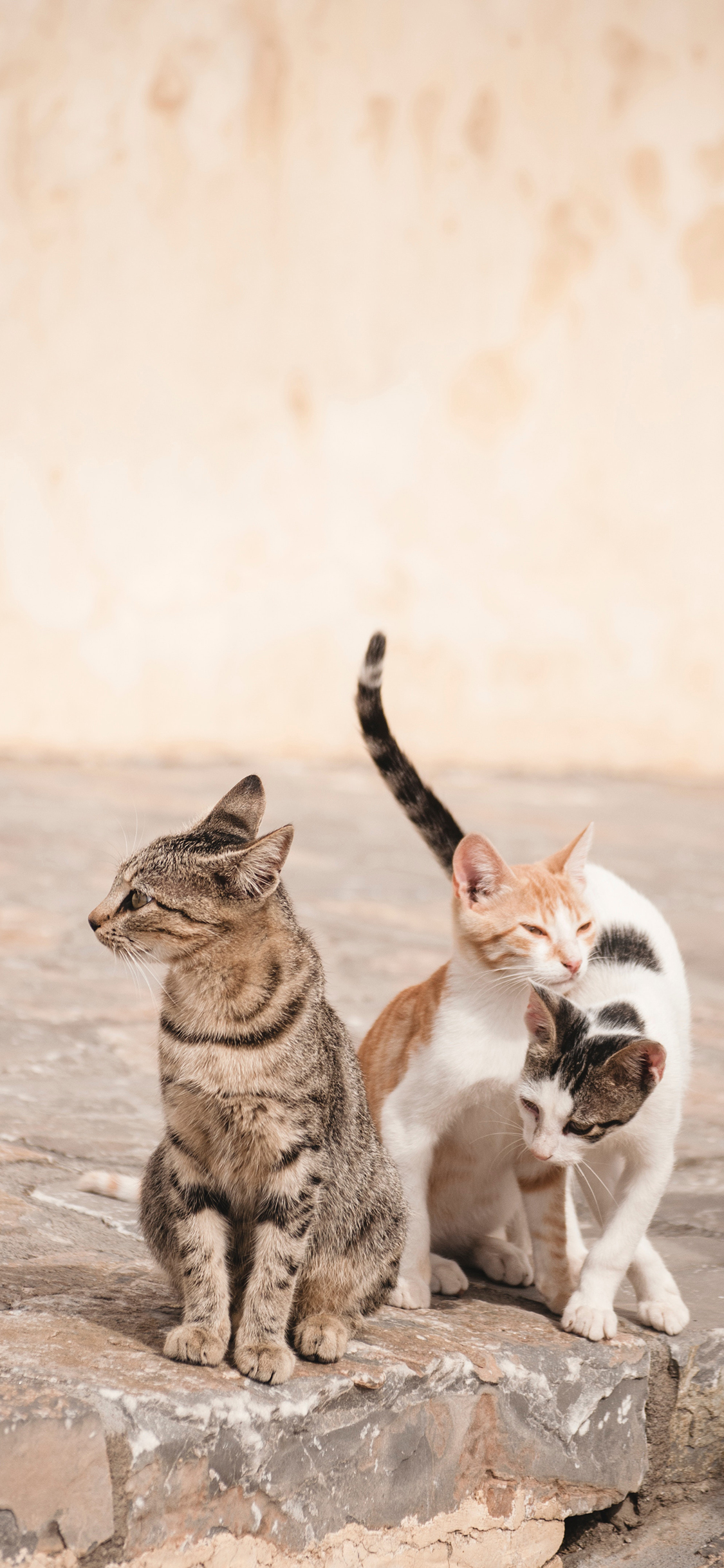 [2436×1125]猫咪 石板 流浪猫 花色 苹果手机壁纸图片