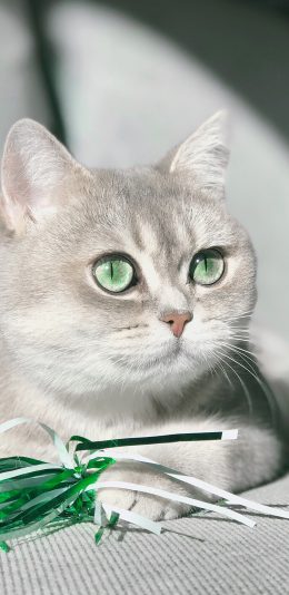 [2436x1125]猫咪 碧眼 灰白 宠物 苹果手机壁纸图片