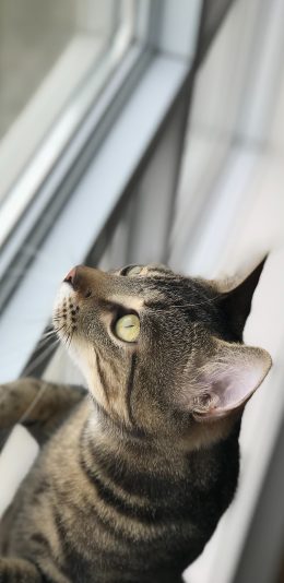 [2436x1125]猫咪 窗台 站立 注视 苹果手机壁纸图片