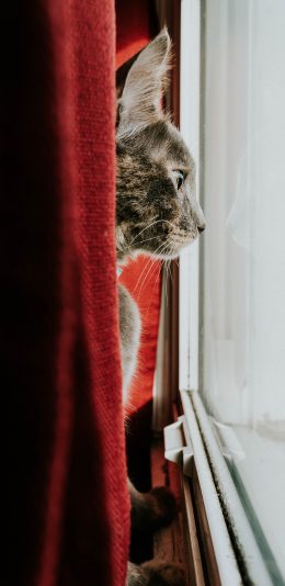 [2436x1125]猫咪 窗户 凝望 躲藏 苹果手机壁纸图片
