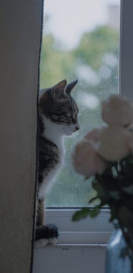 [2436x1125]猫咪 窗户 窗帘 喵星人 宠物 苹果手机壁纸图片
