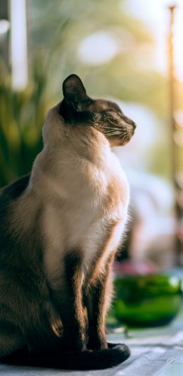 [2436x1125]猫咪 站立 下午 优雅 苹果手机壁纸图片
