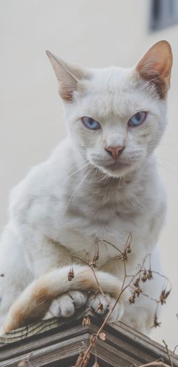 [2436x1125]猫咪 站立 灯柱 宠物 苹果手机壁纸图片
