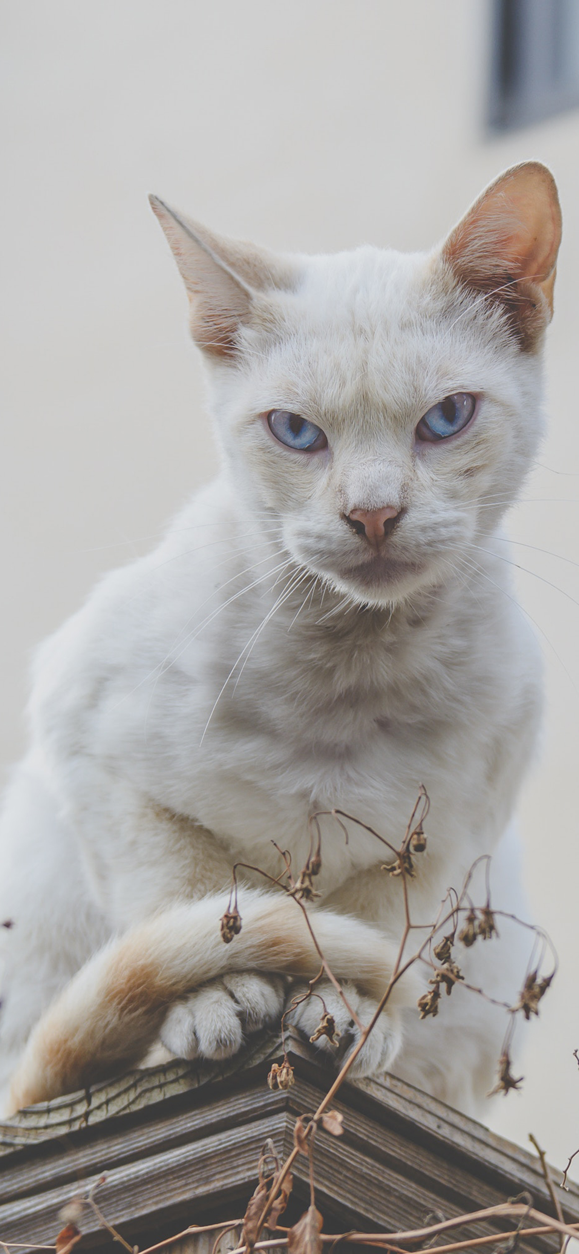 [2436×1125]猫咪 站立 灯柱 宠物 苹果手机壁纸图片