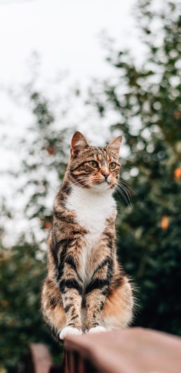 [2436x1125]猫咪 站立 花猫 野猫 帅气  户外 苹果手机壁纸图片