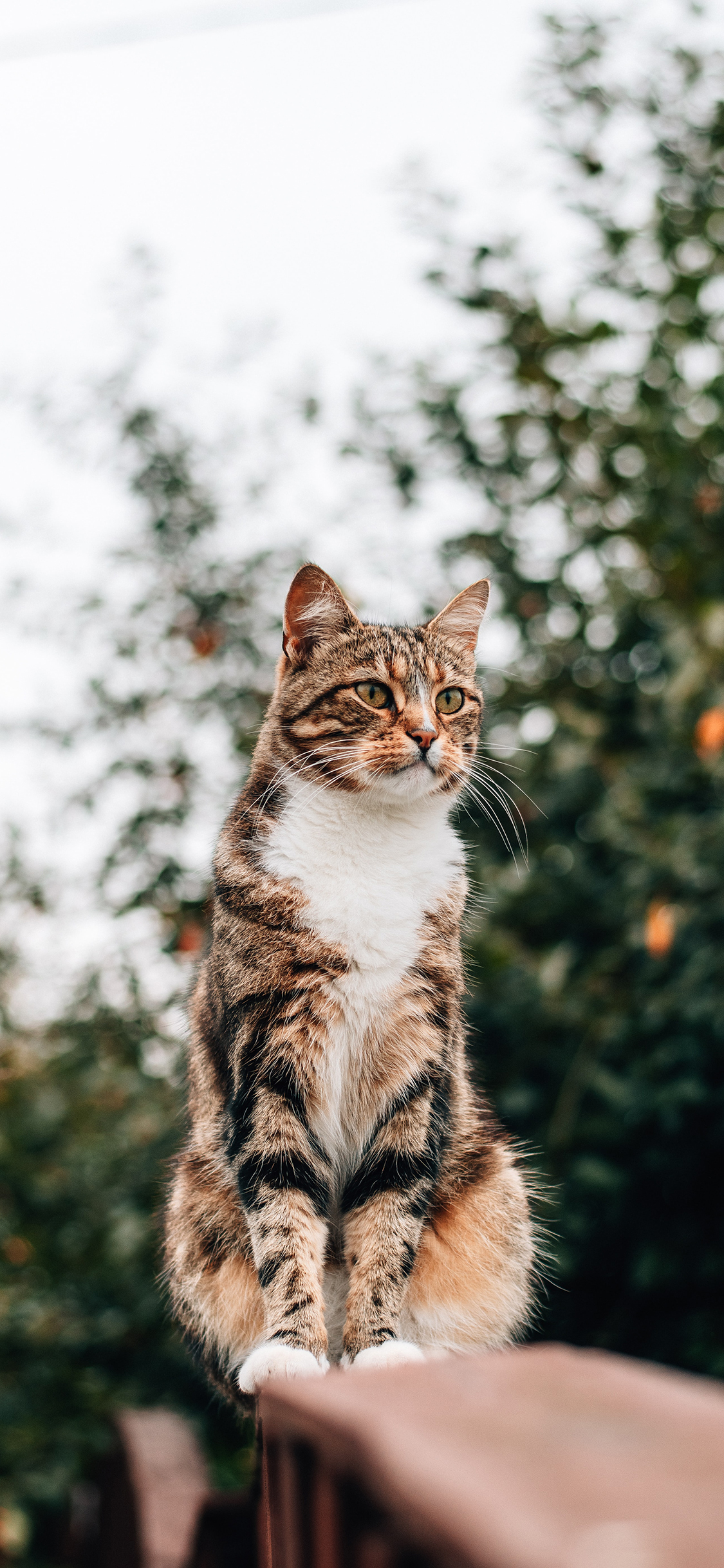 [2436×1125]猫咪 站立 花猫 野猫 帅气  户外 苹果手机壁纸图片