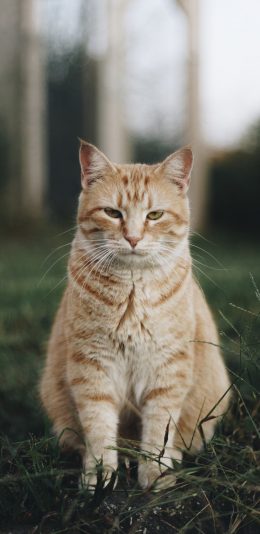 [2436x1125]猫咪 站立 衰样 宠物 苹果手机壁纸图片