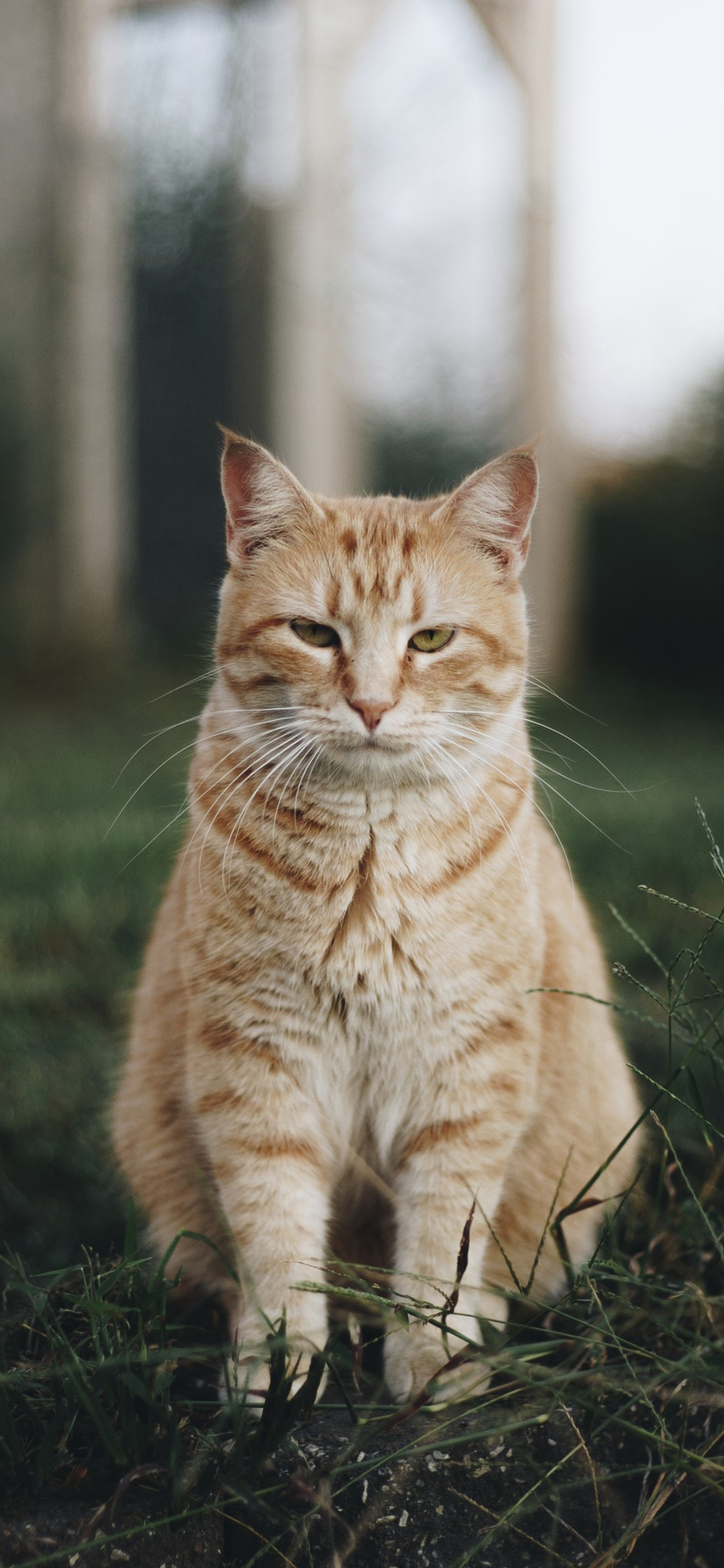 [2436×1125]猫咪 站立 衰样 宠物 苹果手机壁纸图片