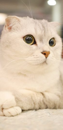 [2436x1125]猫咪 端庄 宠物 乖巧 苹果手机壁纸图片