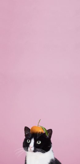 [2436x1125]猫咪 粉色 橘子 网红猫 喵星人 苹果手机壁纸图片