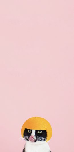 [2436x1125]猫咪 粉色 橙子皮 网红猫 喵星人 苹果手机壁纸图片