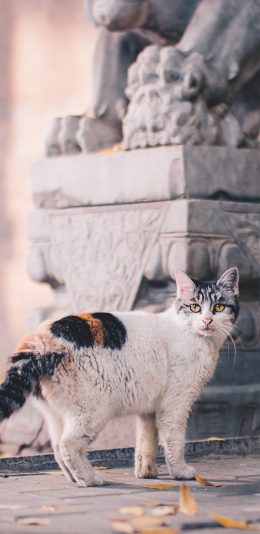 [2436x1125]猫咪 绿叶 花猫 石像 苹果手机壁纸图片