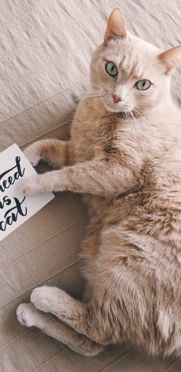 [2436x1125]猫咪 肥胖 卡纸 cat 苹果手机壁纸图片