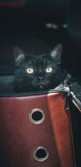[2436x1125]猫咪 背包 黑猫 苹果手机壁纸图片