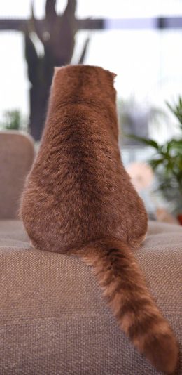 [2436x1125]猫咪 背影 动物 宠物 孤寂 苹果手机壁纸图片