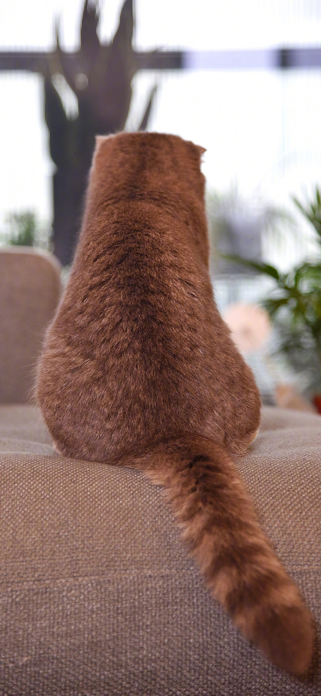 [2436×1125]猫咪 背影 动物 宠物 孤寂 苹果手机壁纸图片