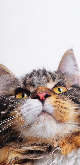 [2436x1125]猫咪 脸部 特写 喵星人 宠物 苹果手机壁纸图片