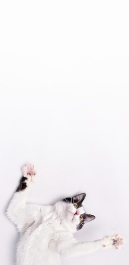 [2436x1125]猫咪 腹部 玩耍 宠物 苹果手机壁纸图片