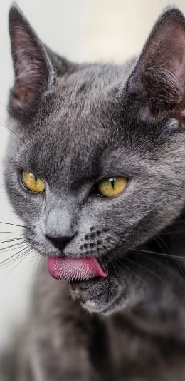 [2436x1125]猫咪 舔爪 灰猫 倒刺 苹果手机壁纸图片