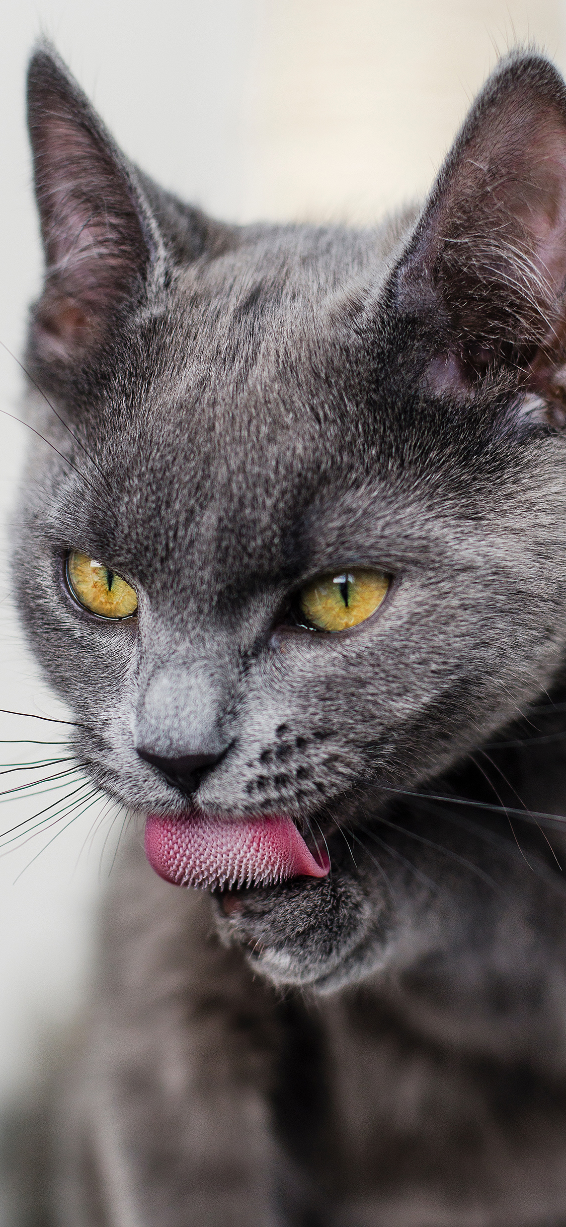 [2436×1125]猫咪 舔爪 灰猫 倒刺 苹果手机壁纸图片