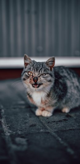 [2436x1125]猫咪 花猫 凶狠 野猫 苹果手机壁纸图片