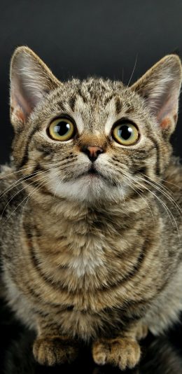 [2436x1125]猫咪 花猫 可爱 宠物 苹果手机壁纸图片