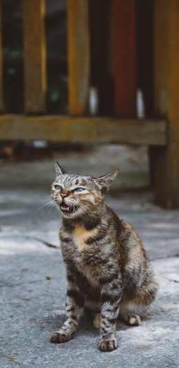 [2436x1125]猫咪 花猫 喵星人 苹果手机壁纸图片