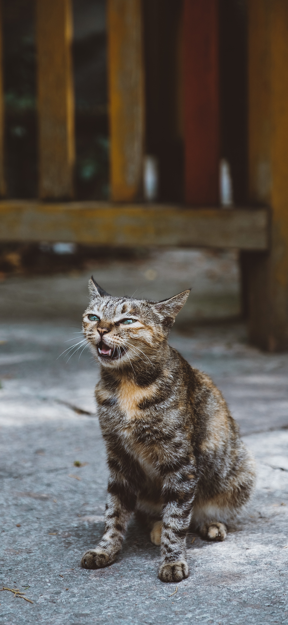 [2436×1125]猫咪 花猫 喵星人 苹果手机壁纸图片