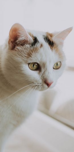 [2436x1125]猫咪 花猫 宠物 苹果手机壁纸图片