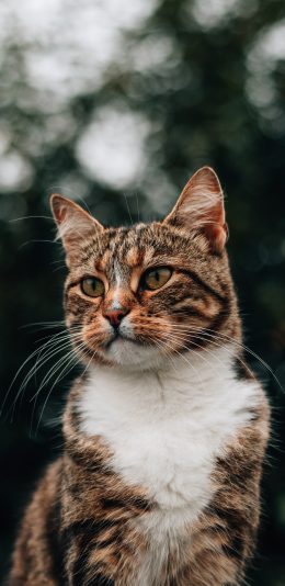 [2436x1125]猫咪 花猫 宠物 皮毛 苹果手机壁纸图片