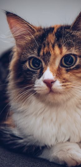 [2436x1125]猫咪 花猫 宠物 趴着 苹果手机壁纸图片