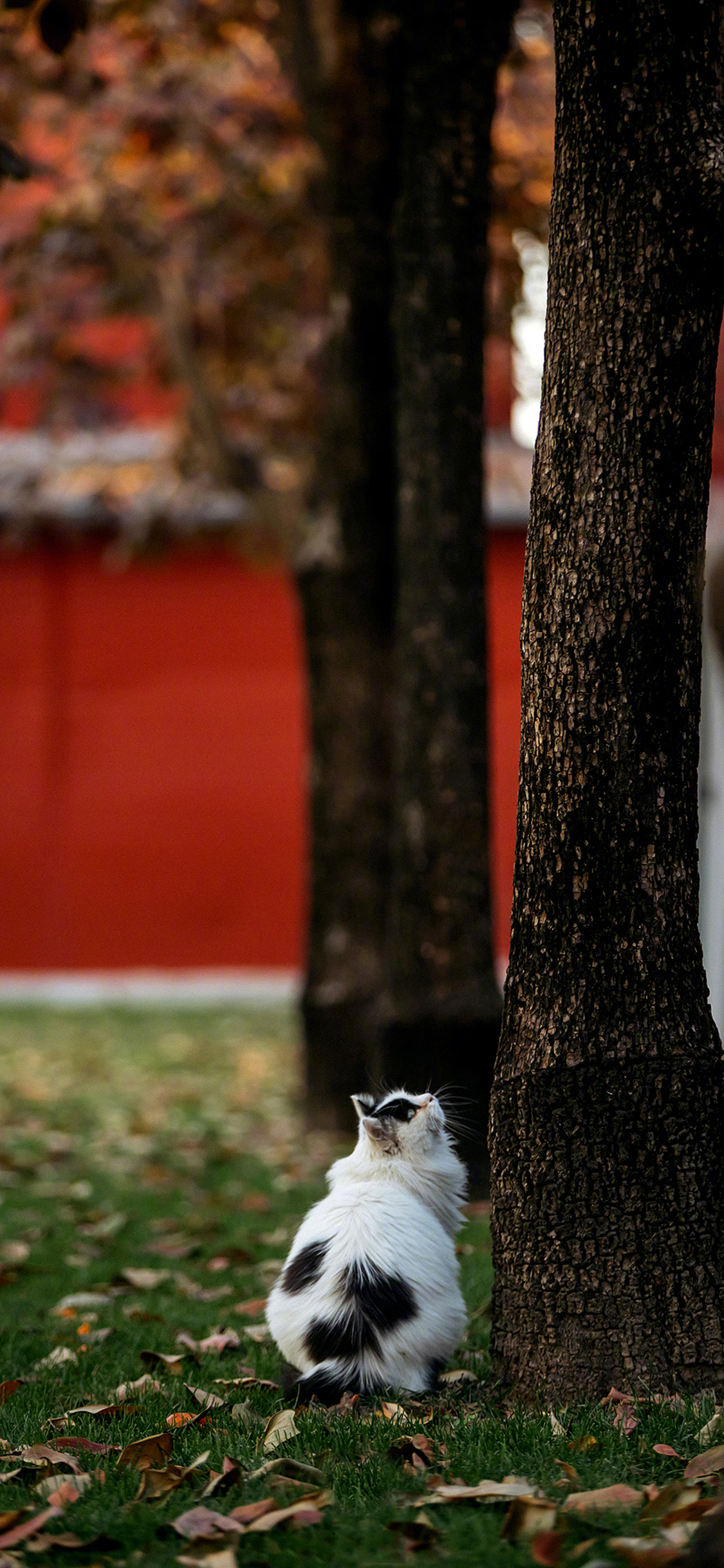 [2436×1125]猫咪 花猫 树木 落叶 苹果手机壁纸图片