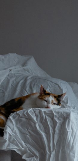 [2436x1125]猫咪 花猫 沙发 宠物 苹果手机壁纸图片