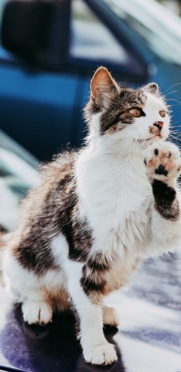 [2436x1125]猫咪 花猫 猫爪 皮毛 苹果手机壁纸图片