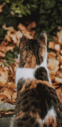 [2436x1125]猫咪 花色 背影 树叶 苹果手机壁纸图片