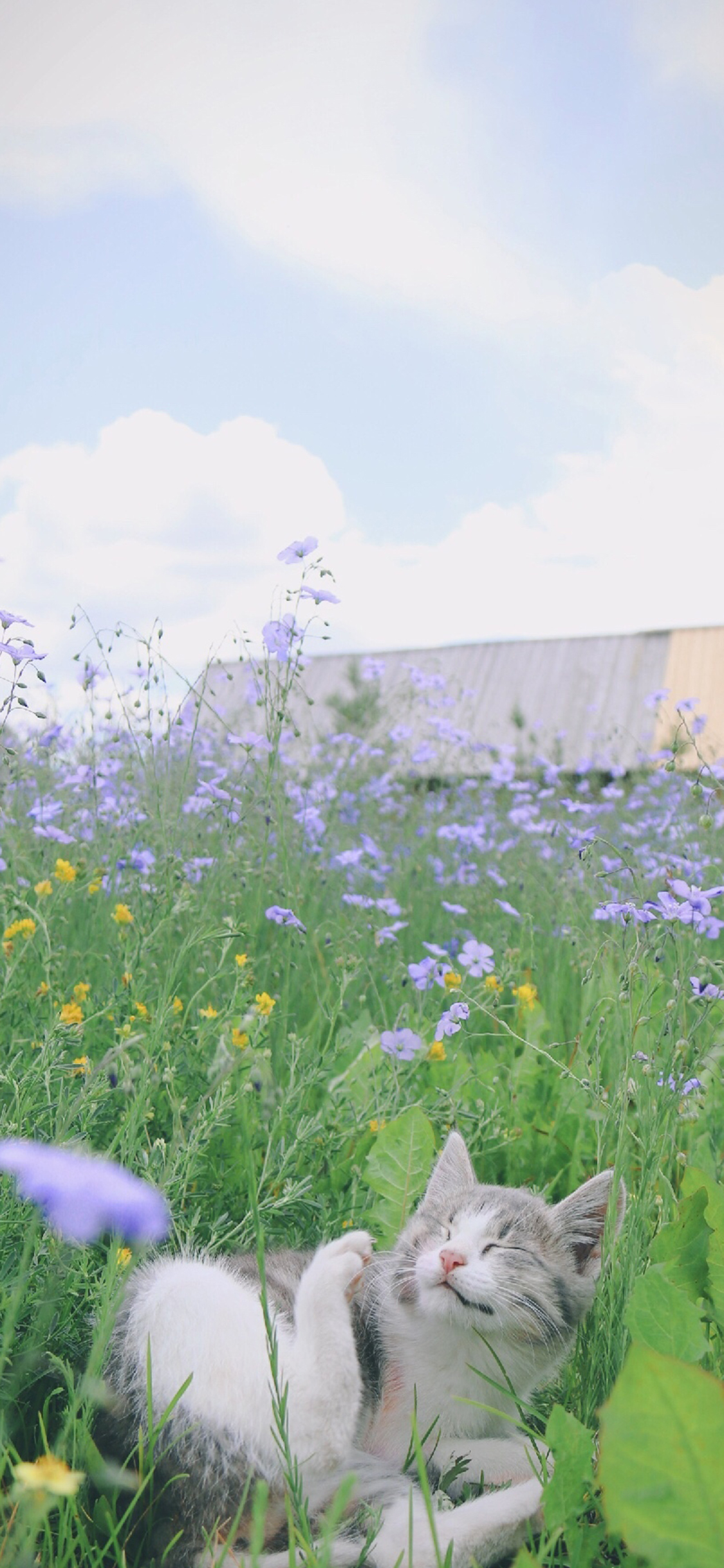 [2436×1125]猫咪 草地 可爱 宠物 花圃 苹果手机壁纸图片