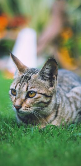 [2436x1125]猫咪 草地 宠物 可爱 苹果手机壁纸图片