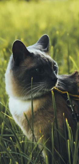 [2436x1125]猫咪 草地 宠物 项圈 绳索 苹果手机壁纸图片