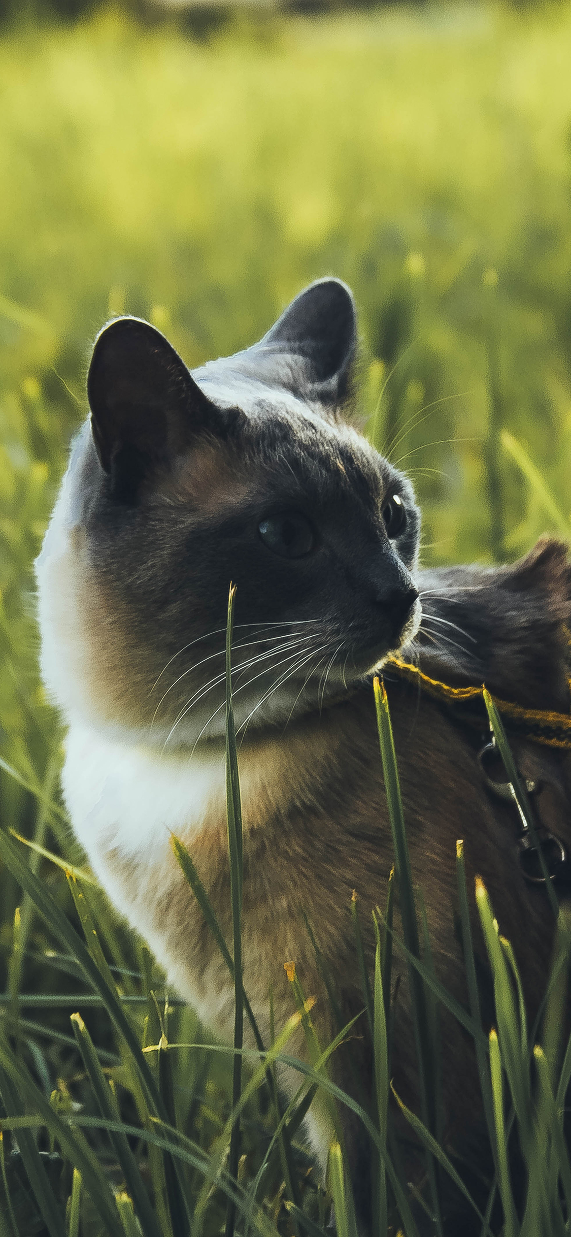 [2436×1125]猫咪 草地 宠物 项圈 绳索 苹果手机壁纸图片