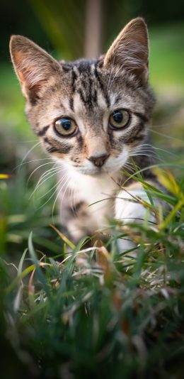 [2436x1125]猫咪 草地 灰白 宠物 苹果手机壁纸图片