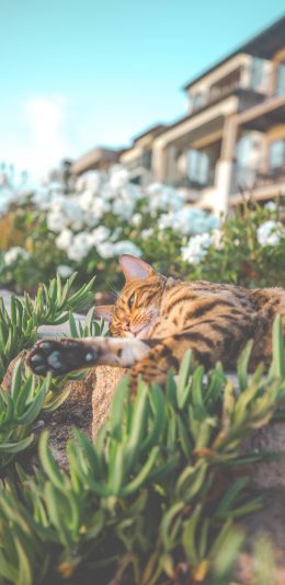 [2436x1125]猫咪 草地 玩耍 豹猫 苹果手机壁纸图片