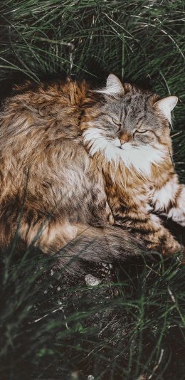 [2436x1125]猫咪 草地 草坪 野猫 苹果手机壁纸图片