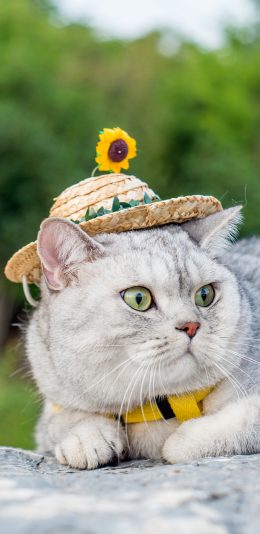 [2436x1125]猫咪 草帽 石块 宠物 苹果手机壁纸图片