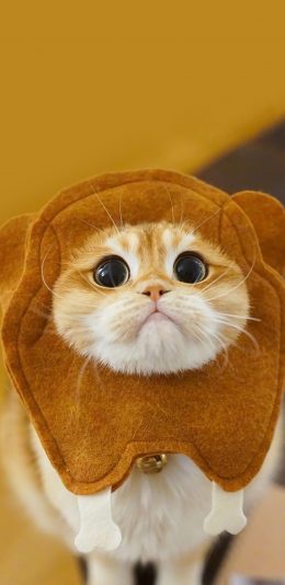 [2436x1125]猫咪 萌 可爱 宠物 喵星人 苹果手机壁纸图片