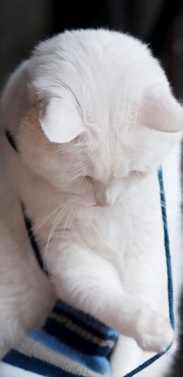 [2436x1125]猫咪 萌宠 喵星人 动物 白色 苹果手机壁纸图片