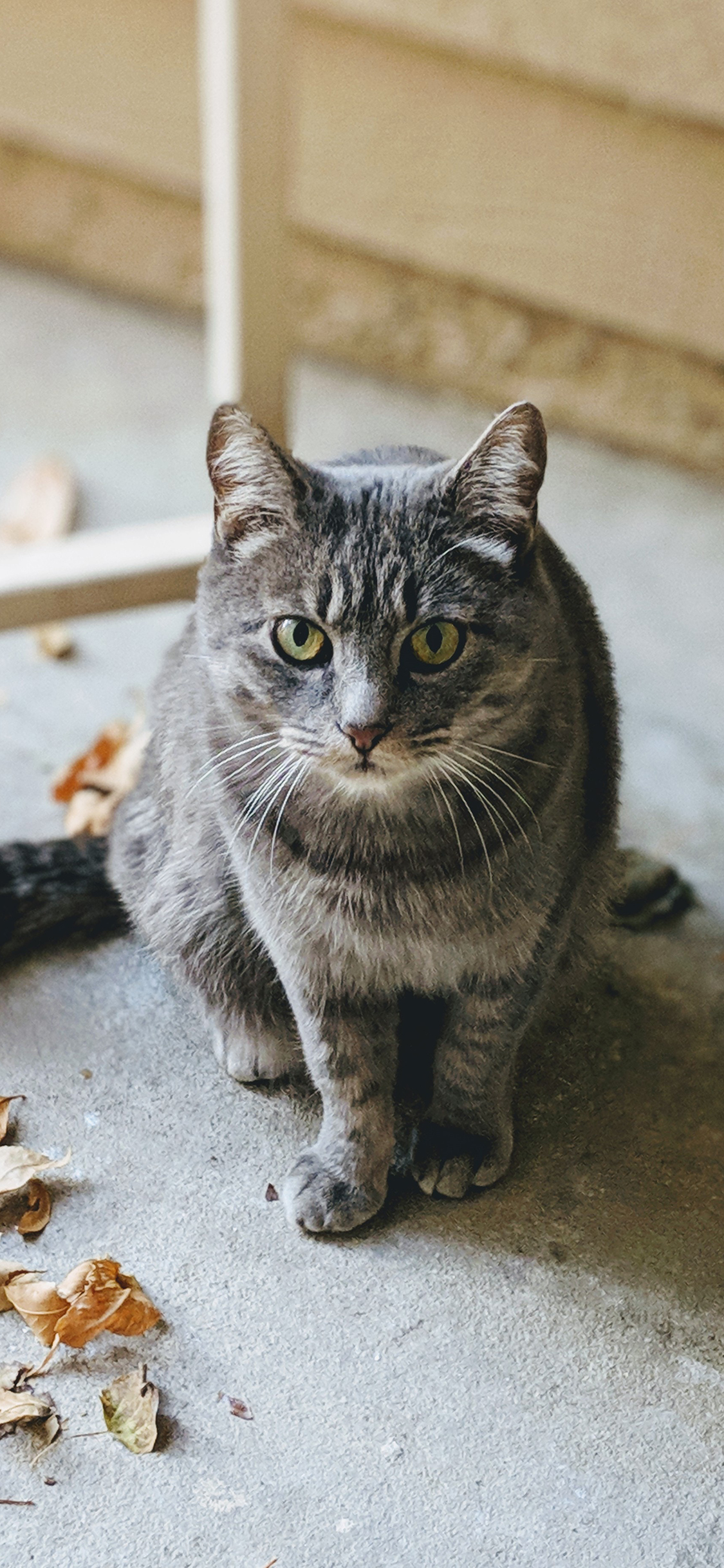 [2436×1125]猫咪 落叶  宠物 灰猫 苹果手机壁纸图片